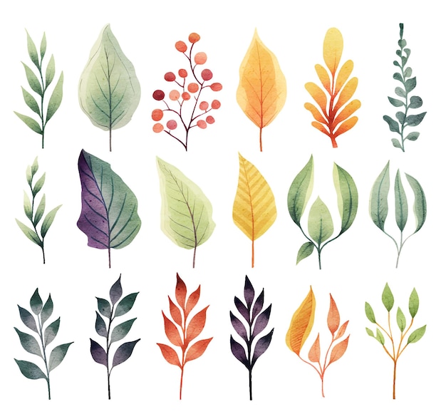 Vector aquarel botanische illustraties set