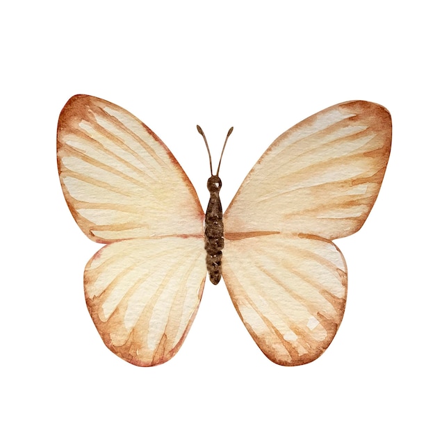 Aquarel bruine delicate vlinderxAaquarel bruine delicate vlinder