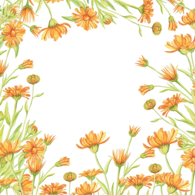 Aquarel calendula frame