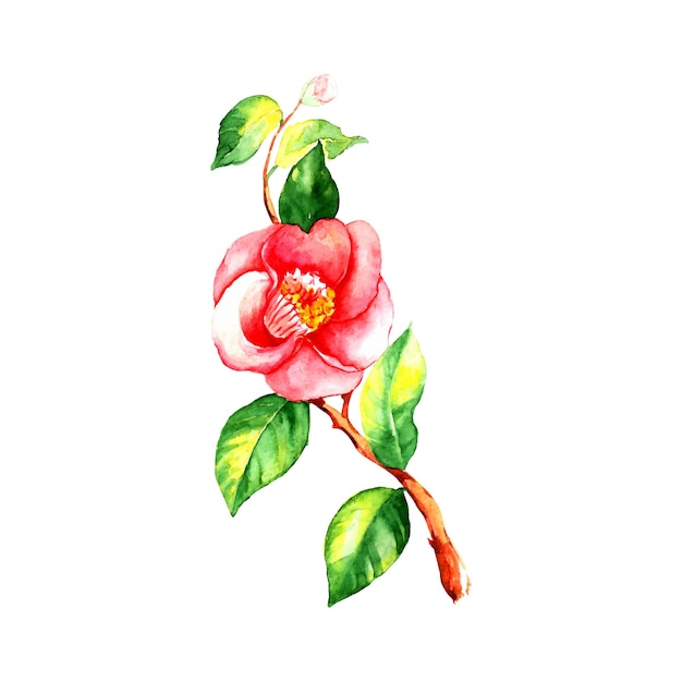 Aquarel Camellia bloemen groene bladeren.