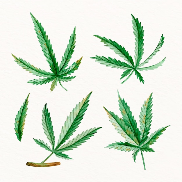 Aquarel cannabis bladeren collectie