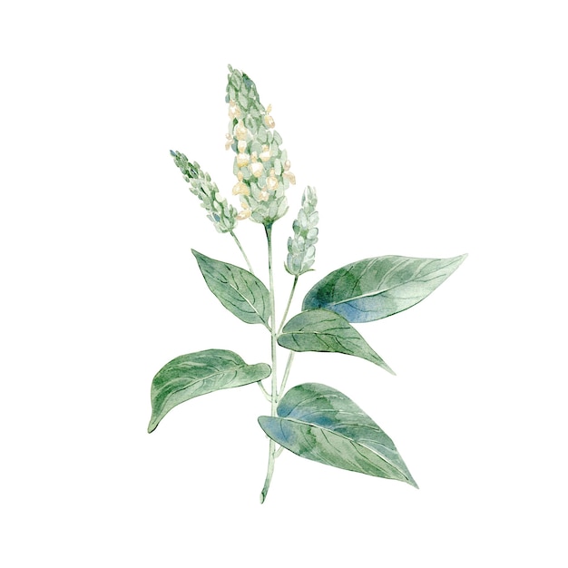 Vector aquarel chia plant