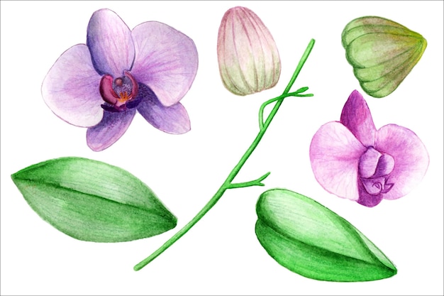 Aquarel clipart Orchideeën Paarse bloemen Groene bladeren