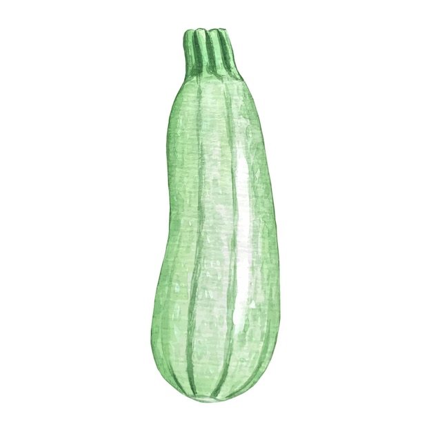 Aquarel courgette