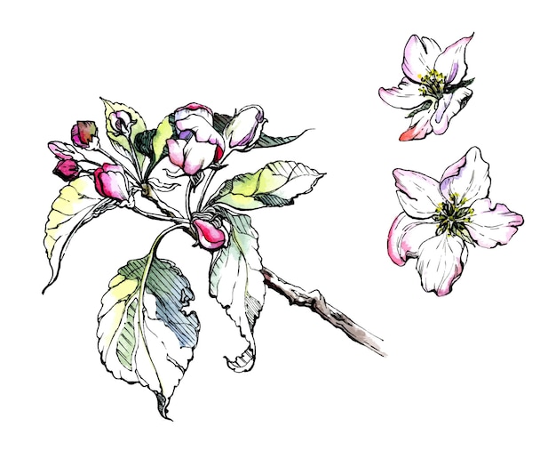 Aquarel en inkt handgetekende appelboom bloemen en bladeren op tak