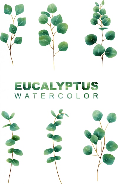 aquarel eucalyptus bladeren