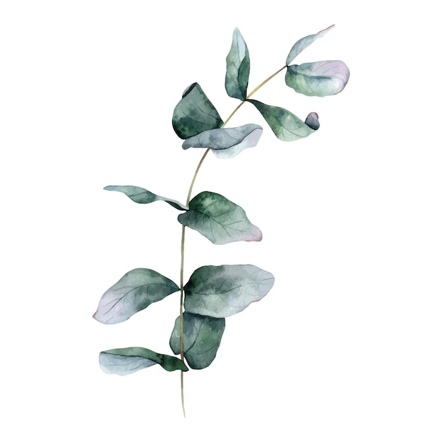 Aquarel eucalyptus verlof en tak eucalyptus zilveren dollar. Botanische illustratie, geïsoleerd