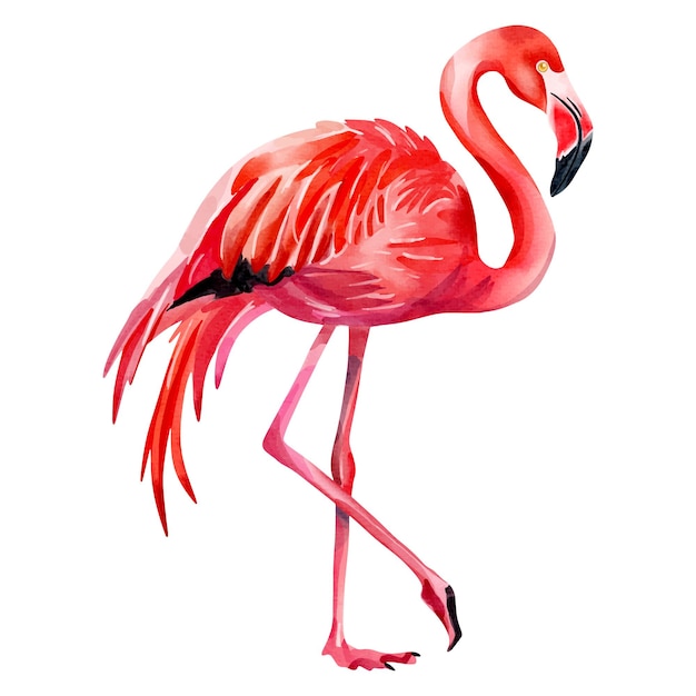 Aquarel flamingo geïsoleerd op witte achtergrond Vector flamingo Aquarel zomerelement