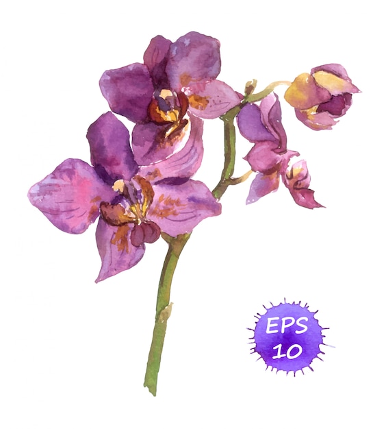 Aquarel geschilderde orchidee