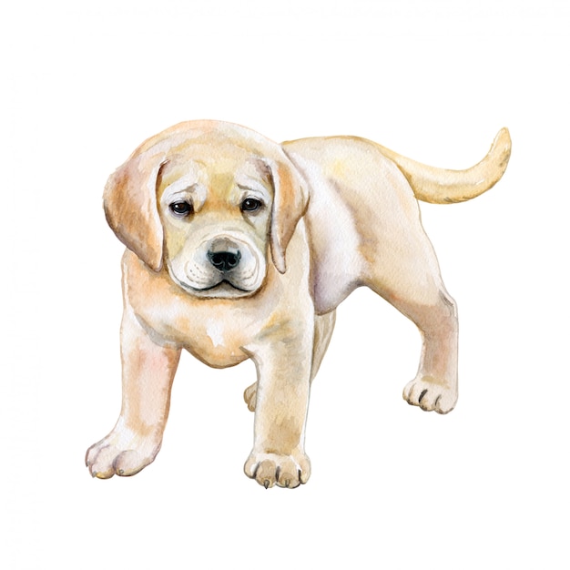 Vector aquarel golden retriever. puppy