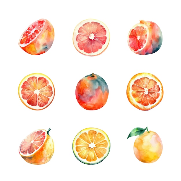 Aquarel grapefruit en cirtus set Met de hand getekende illustratie geïsoleerd op witte achtergrond