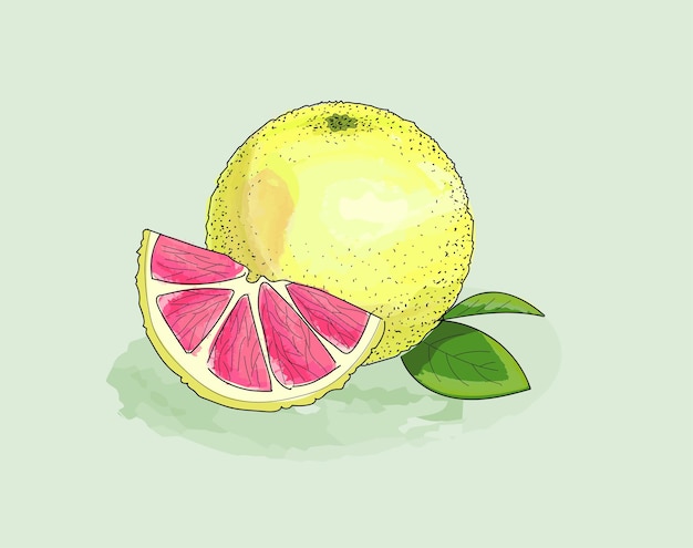 Vector aquarel grapefruit