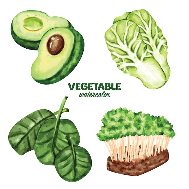 Vector aquarel groente en kruiden ingrediënt element clip art salade groene spinazie sla avocado