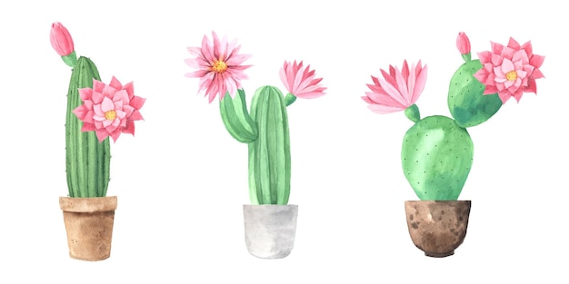 Vector aquarel handgeschilderde exotische bloeiende cactussen clipart