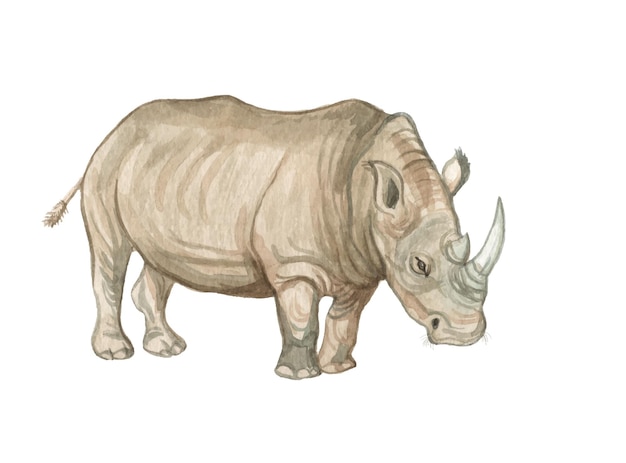 Aquarel handgeschilderde neushoorn illustratie