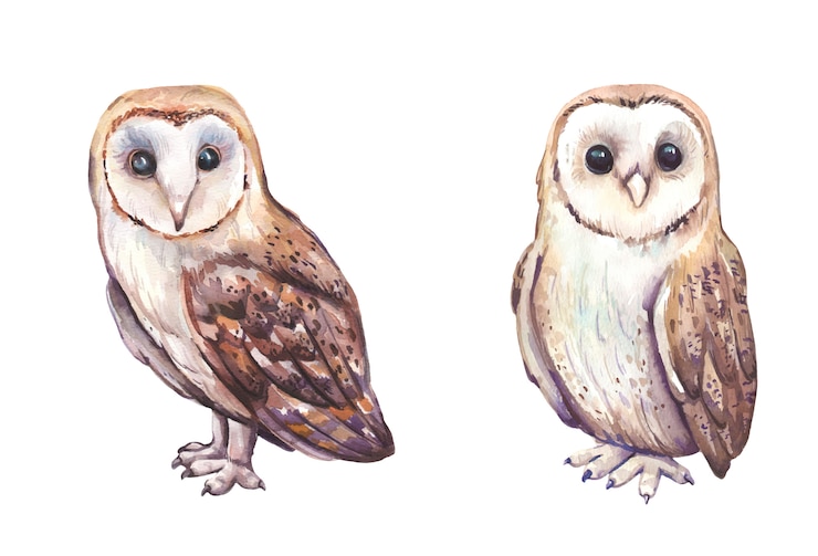 Vector aquarel handgeschilderde uilen.