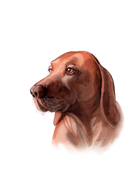 Aquarel handgeschilderde vizsla hond