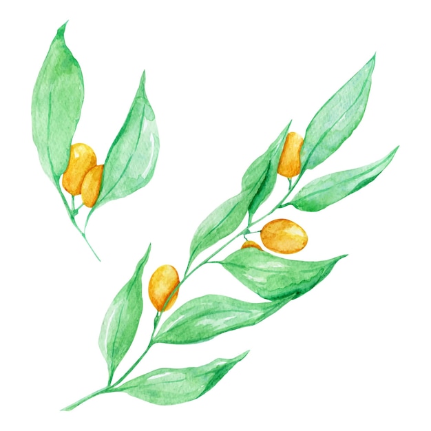 Vector aquarel handgetekende takken met groene bladeren en gele bessen kumquat naadloos patroon