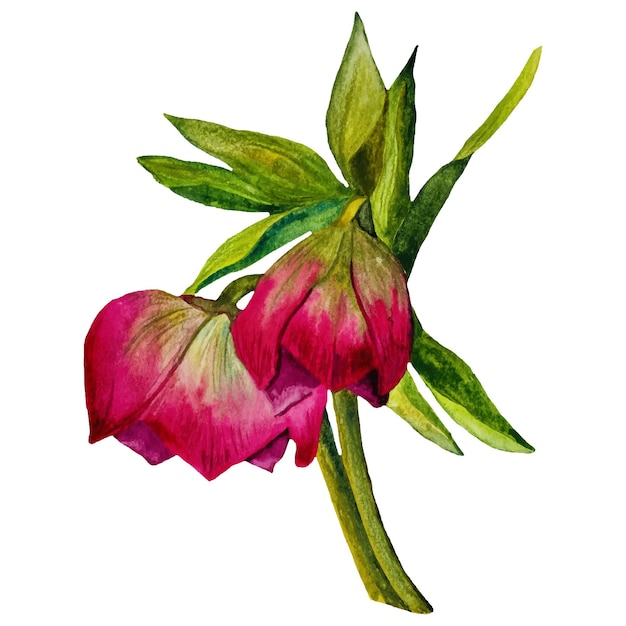 Aquarel Helleborus bloemen