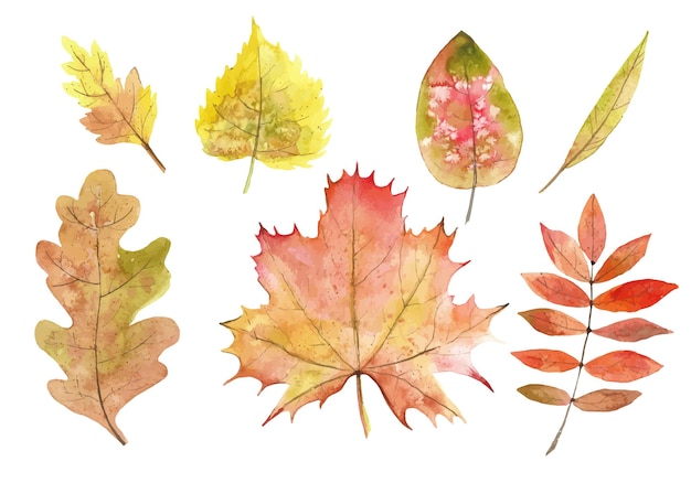 Aquarel herfstbladeren instellen. botanische vectorillustratie van fall foliage maple en oak