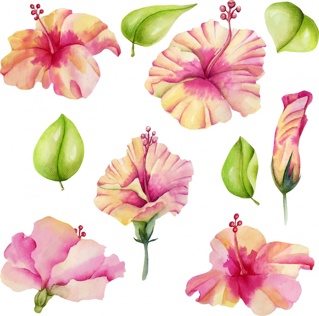 Aquarel hibiscus bloemen collectie