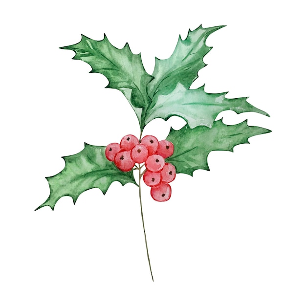 Aquarel holly berry December maand geboorte bloem