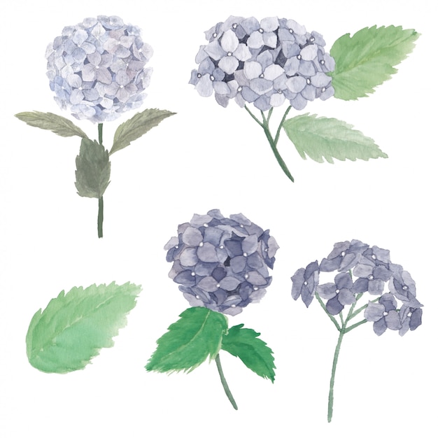 Aquarel hortensia bloem illustratie set