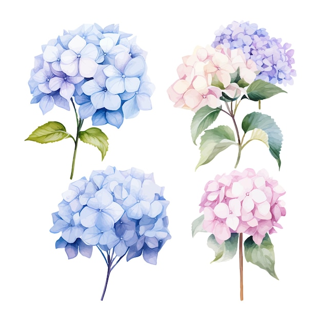 Aquarel hortensia bloemen set geïsoleerd op witte achtergrond