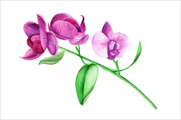 Aquarel illustratie bloemboeket paarse orchideeën