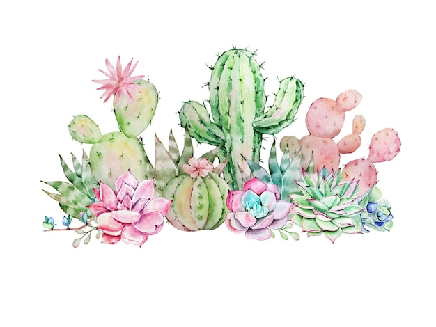 Aquarel illustratie cactussen en vetplanten