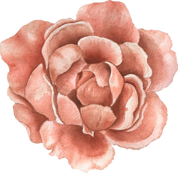 Aquarel illustratie delicate bloem