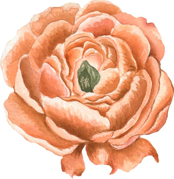 Vector aquarel illustratie delicate bloem