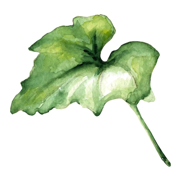 Aquarel illustratie groene pompoen blad hand getrokken