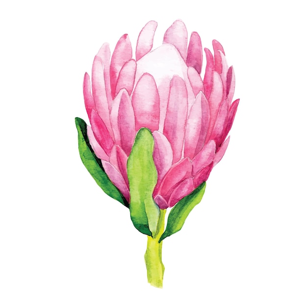 aquarel illustratie. tropische bloem protea. heldere bloem van protea roze kleur geïsoleerd