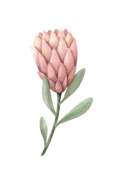 Vector aquarel illustratie van een gedroogde protea bloem boho clipart plant handbeschilderd plantkunde