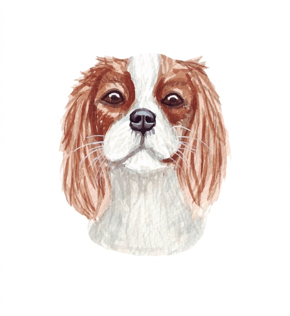 Aquarel illustratie van een grappige hond. Populair hondenras. Dog Cavalier King Charles Spaniel. Met de hand gemaakt karakter dat op wit wordt geïsoleerd