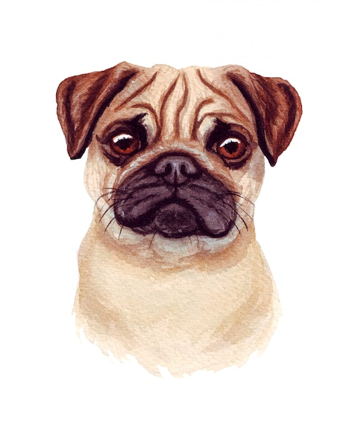 Aquarel illustratie van een grappige hond. populair hondenras. hond. mops. met de hand gemaakt karakter dat op wit wordt geïsoleerd