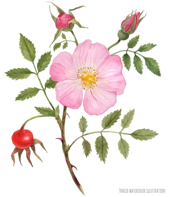 Aquarel illustratie wild rose