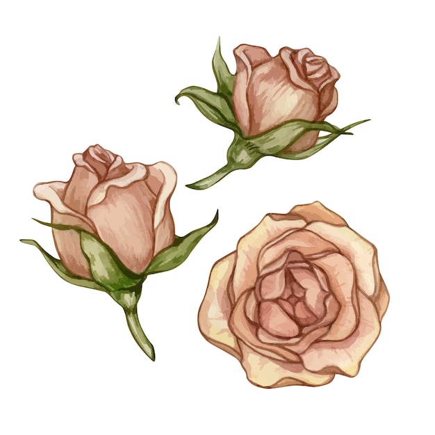 Vector aquarel illustraties met vintage roze rozen geïsoleerd op een witte achtergrond