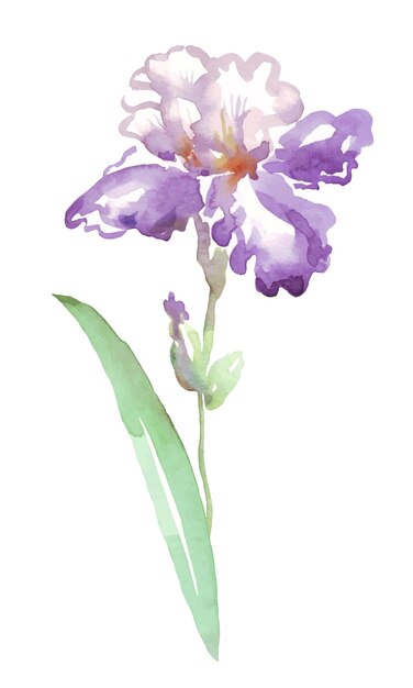 Aquarel iris Vector