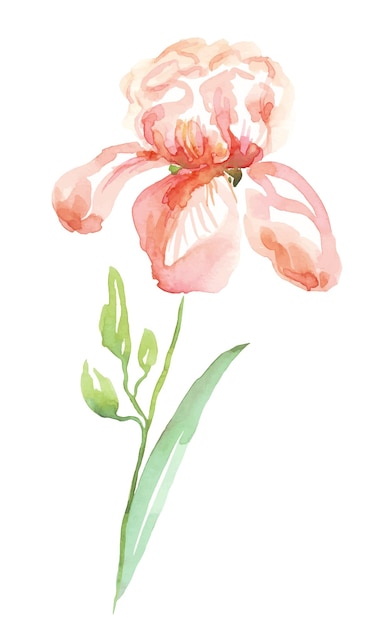 Aquarel iris Vector