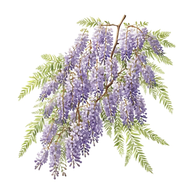 Vector aquarel japanse wisteria clipart bewerkbare witte achtergrond