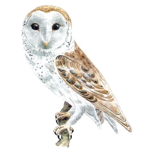 Aquarel kerkuil