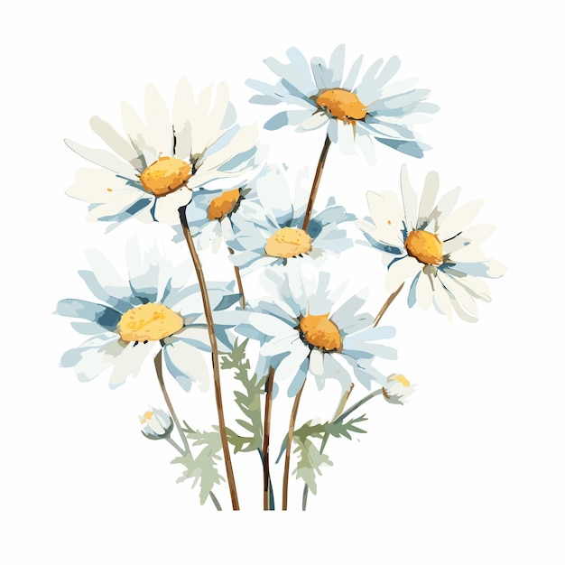 Aquarel kleur bloem madeliefje