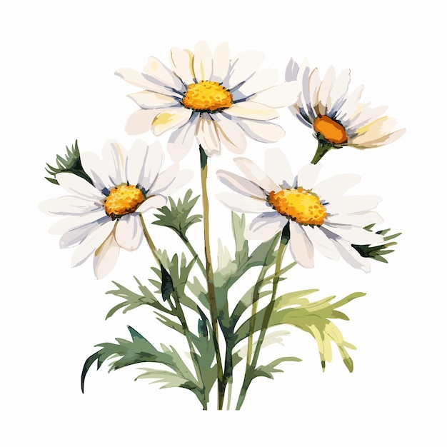 Aquarel kleur bloem madeliefje