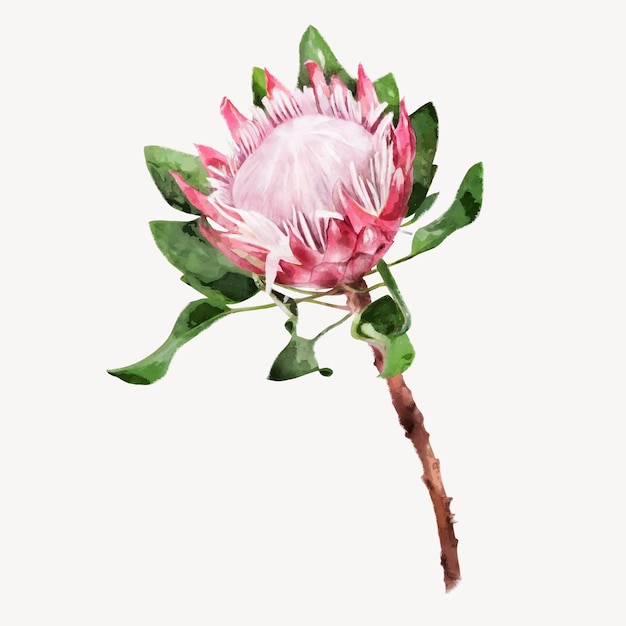 Aquarel koning protea bloem collage element vector