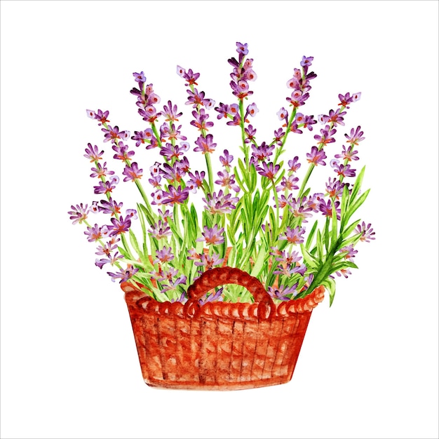 Vector aquarel lavendel boeket in de mand mooi bloemenboeket geïsoleerd op een witte achtergrond