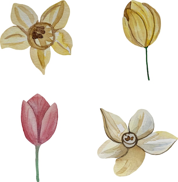 Aquarel lente bloemen roze en gele tulp, narcissen