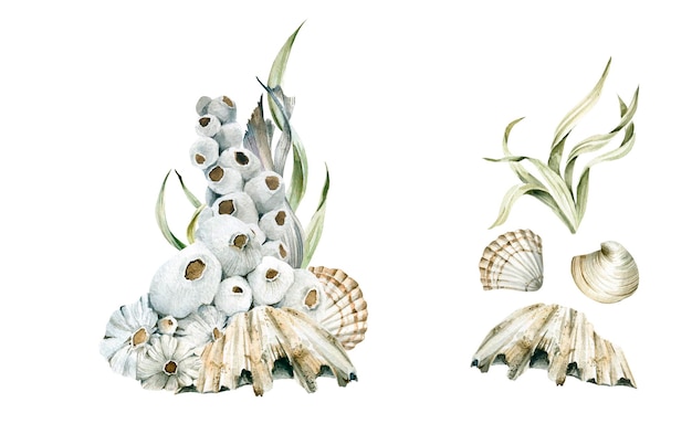 Aquarel onderwater oceanische schelpen zee koraalrif zeewier Onderzeese illustratie voor ontwerp