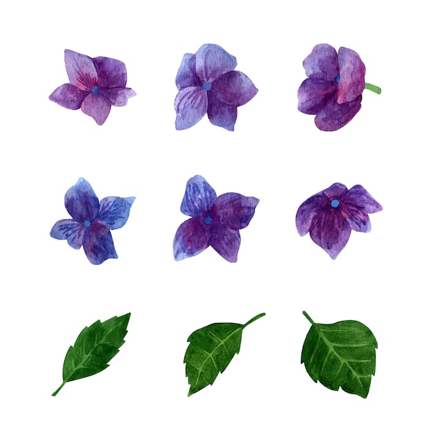 Aquarel paarse hortensia bloeiende clipart set zomerbloemen bloemblaadjes en bladeren